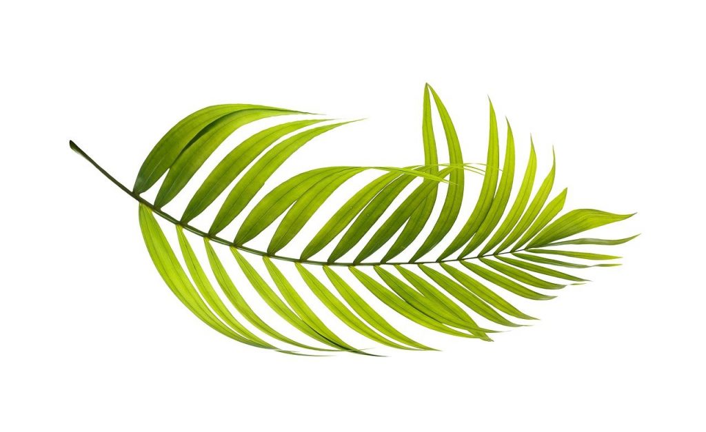 palm, leaf, green-4211167.jpg
